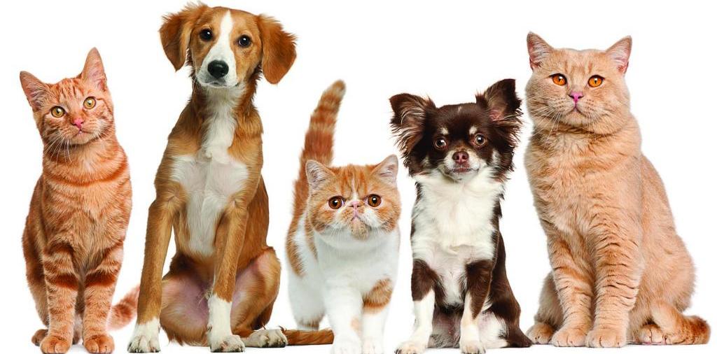 Доска объявлений о животных | ЗооТом - продажа, вязка и услуги для животных в Балабаново