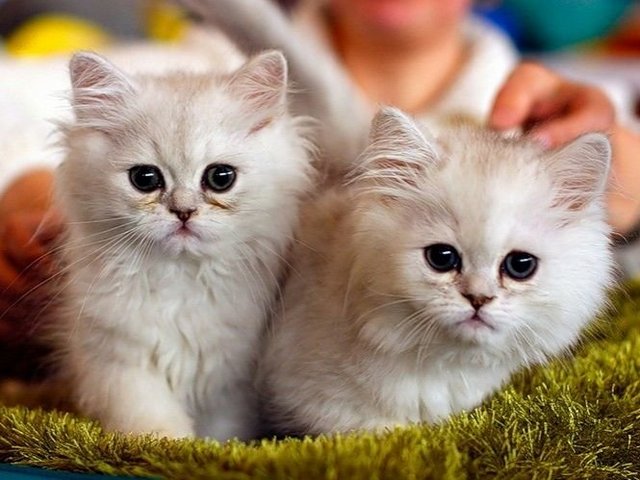 Породы кошек в Балабаново | ЗооТом портал о животных