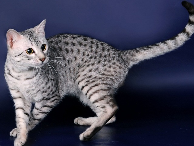 Породы кошек в Балабаново | ЗооТом портал о животных