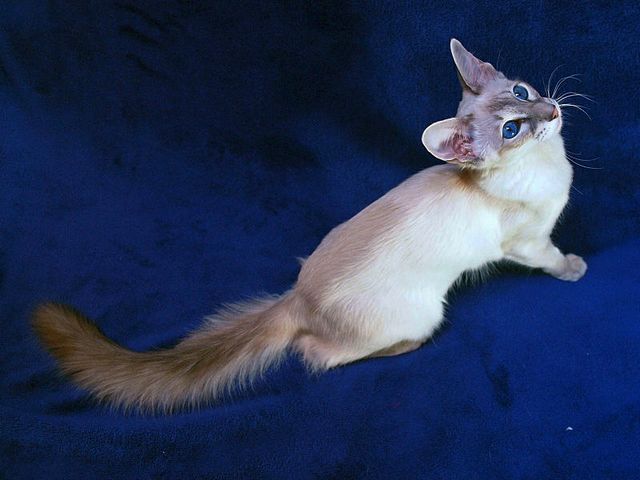 Выведенные породы кошек в Балабаново | ЗооТом портал о животных