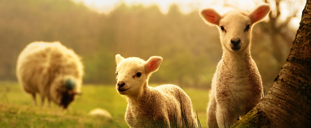 Объявления о сельскохозяйственных животных | ЗооТом - продажа, вязка и услуги для животных в Балабаново