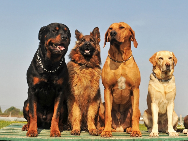 Крупные породы собак в Балабаново | ЗооТом портал о животных